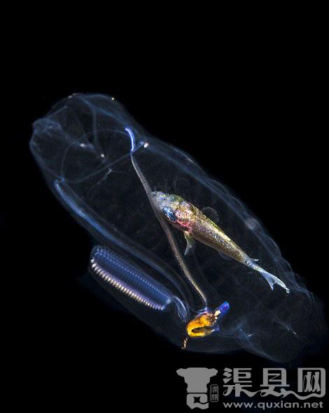 美佛州海底现半透明生物 肚内藏彩色小鱼