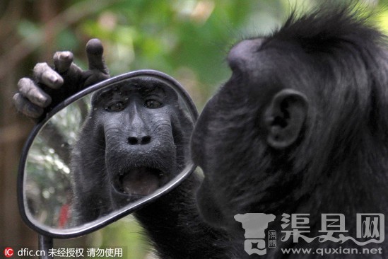 印尼臭美猴子撅屁股照镜子，呆萌可爱