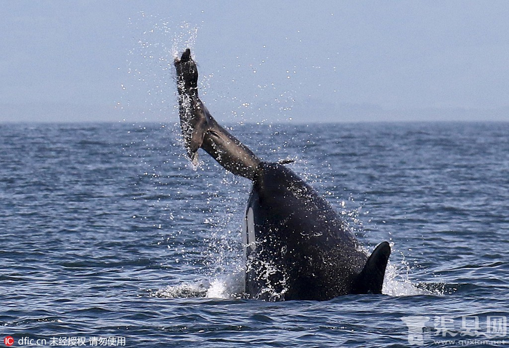 鲸鱼猎杀海豹精彩画面 将猎物投掷空中