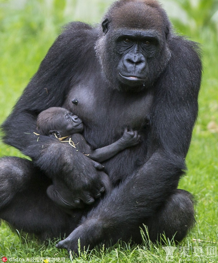 英国猩猩第一次当妈：母爱爆棚到哪都搂着娃