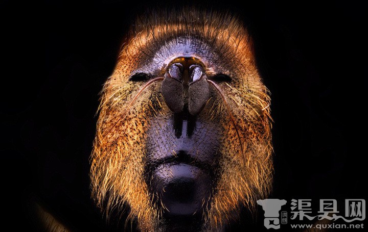 俄摄影师微距拍昆虫形如“巨兽”