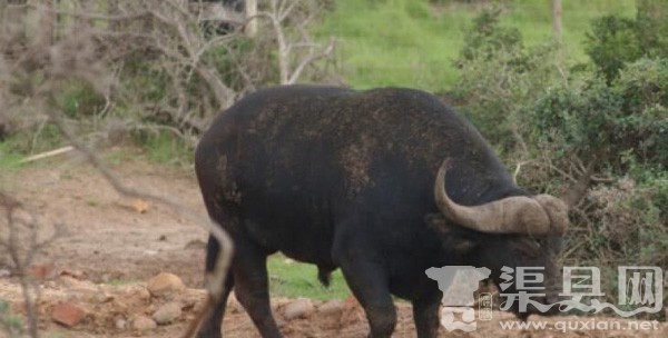 南非超级水牛身价达8000万人民币 牛角长1.4米