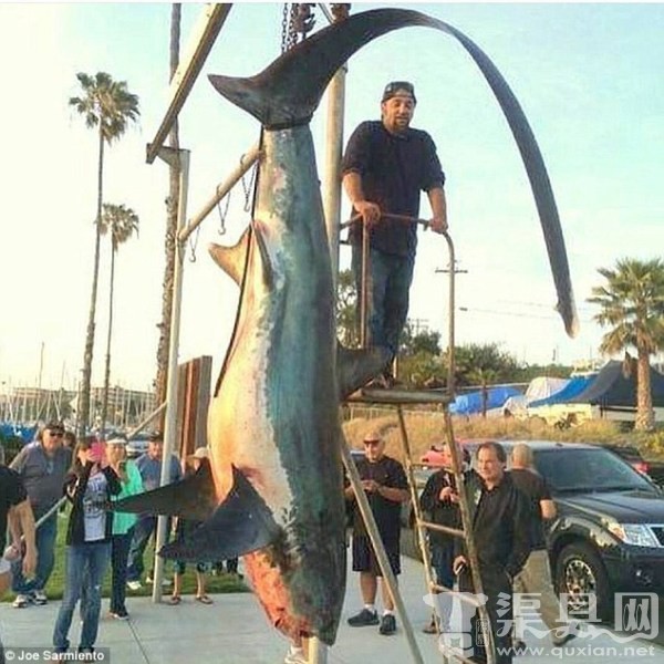美国渔夫加州海域捕获6米长深海巨鲨