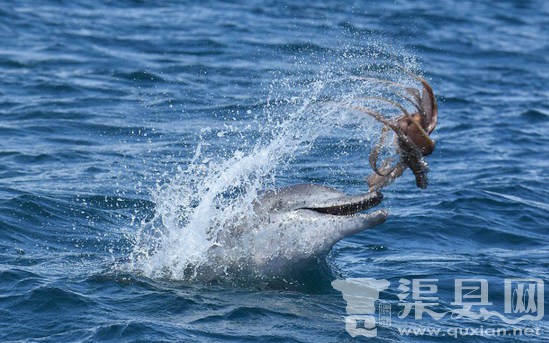 海豚狂虐章鱼罕见一幕 场面壮观
