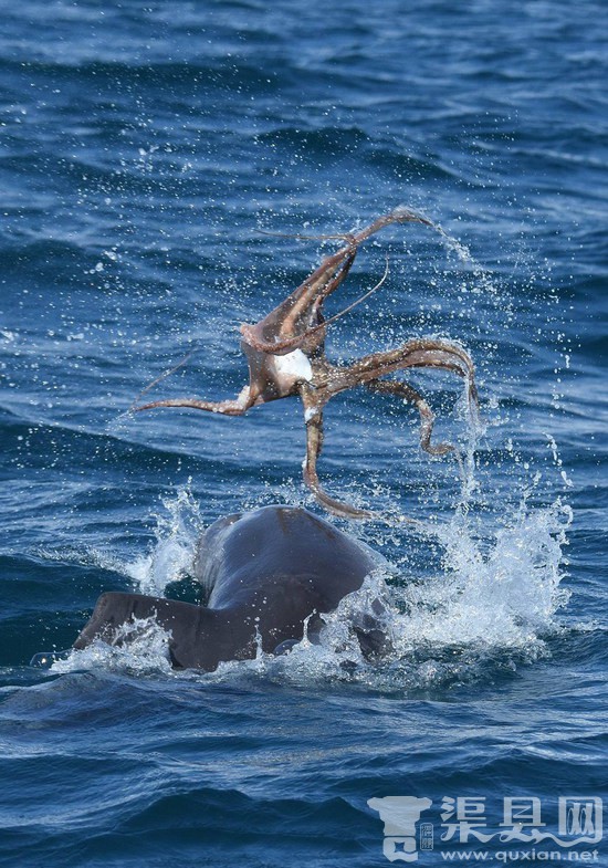 海豚狂虐章鱼罕见一幕 场面壮观