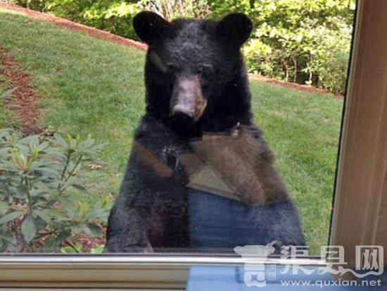 小伙工作发现自己竟然被黑熊虎视眈眈的监视！