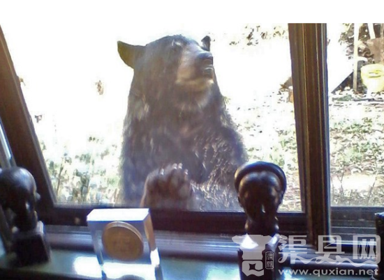 小伙工作发现自己竟然被黑熊虎视眈眈的监视！