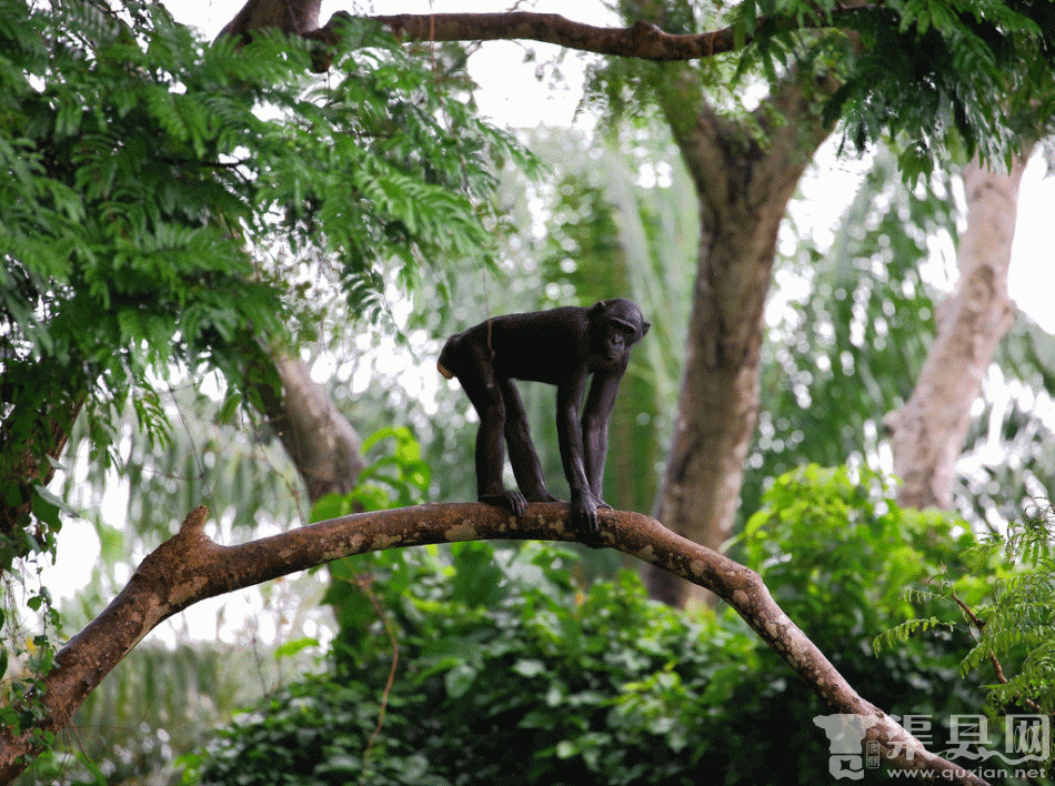 [多图]野生倭黑猩猩家族生活照 人模人样超逗乐