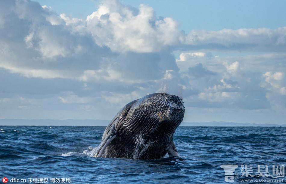 鲸鱼海水中忘情舞蹈 摄影师镜头捕捉精彩画面