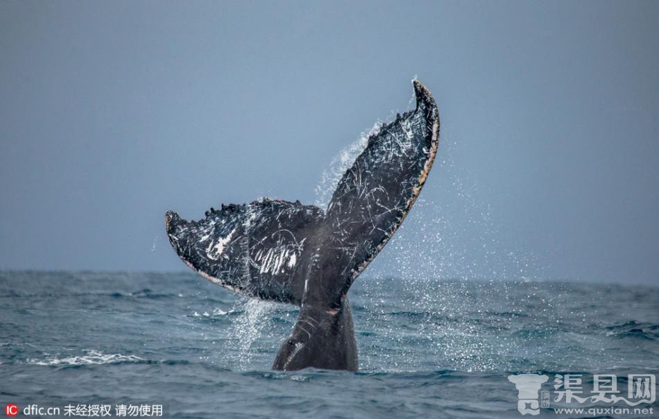 鲸鱼海水中忘情舞蹈 摄影师镜头捕捉精彩画面