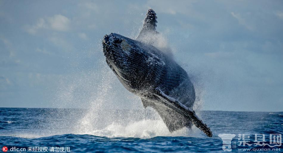 鲸鱼海水中忘情舞蹈 摄影师镜头捕捉精彩画面