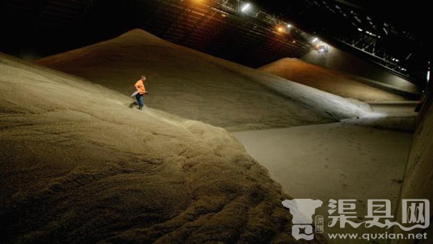 “流沙效应”意味着，掉到一个满是谷物的筒仓里也可能带来致命的危险