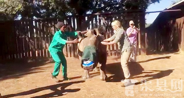 南非母犀牛遭偷猎者毒手 面部毁容过半
