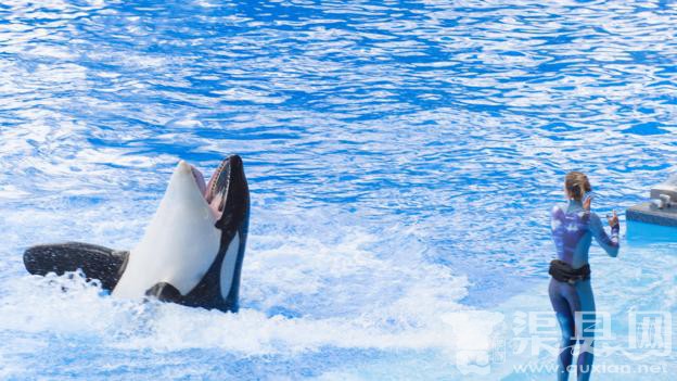 奥兰多海洋世界里的圈养虎鲸