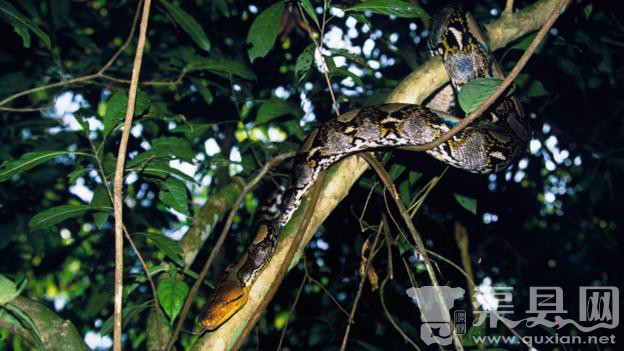 网纹蟒(学名：Python reticulatus)，拍摄于泰国