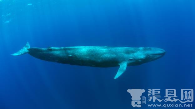 蓝鲸(学名：Balaenoptera musculus)是地球出现过的最大的动物