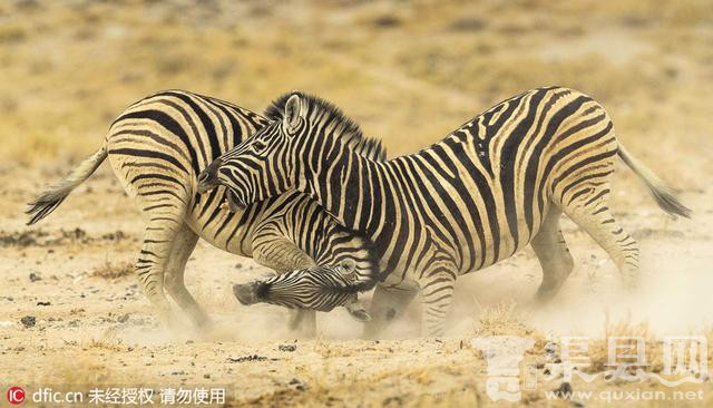 纳米比亚公园斑马上演殊死搏斗 尘土飞扬场面激烈