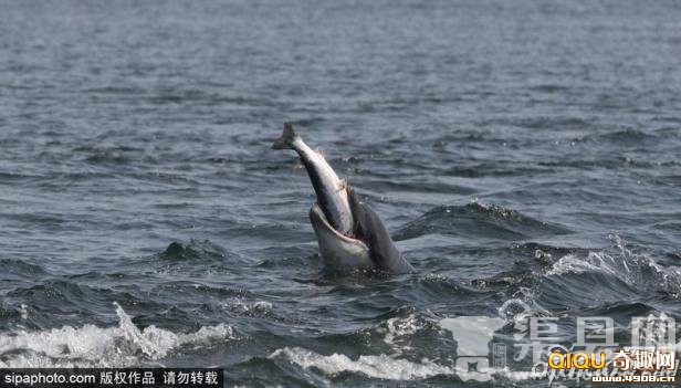 调皮海豚捕捉三文鱼玩性大发“玩弄”后吞下