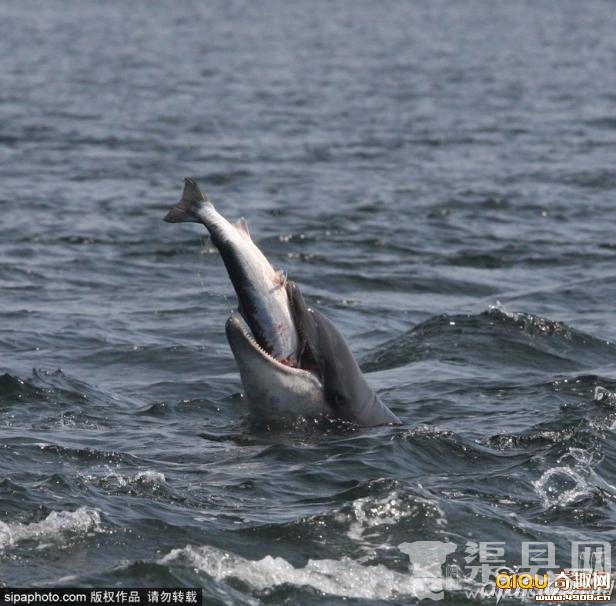 调皮海豚捕捉三文鱼玩性大发“玩弄”后吞下