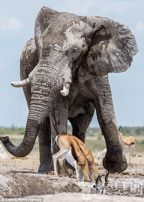 非洲大象行为粗暴 闯入黑斑羚群欲独霸水塘