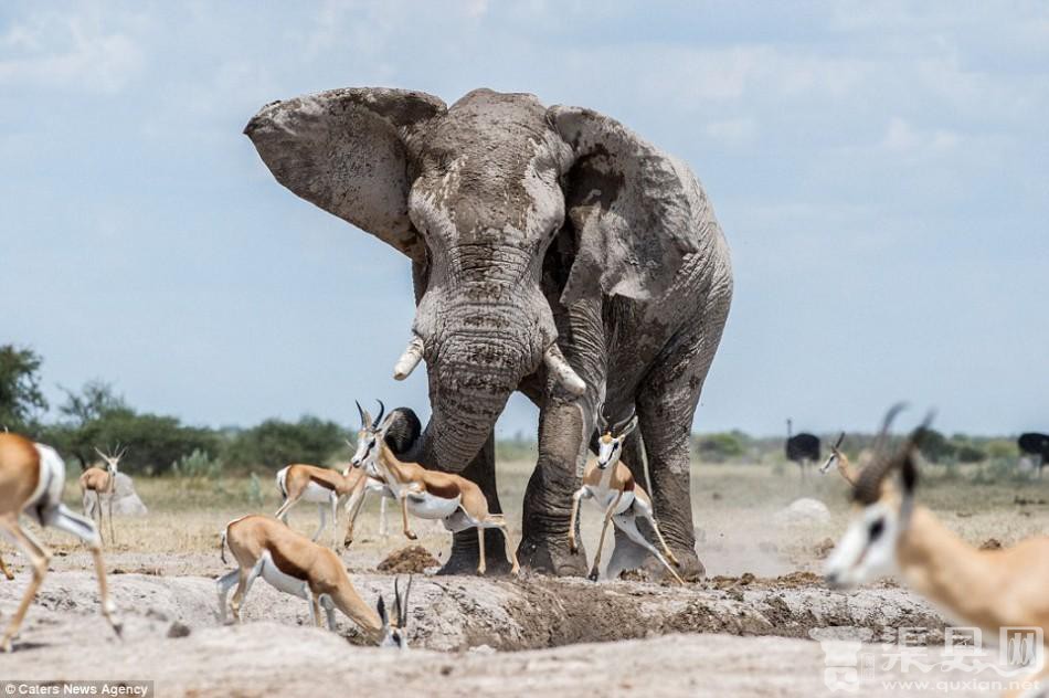 非洲大象行为粗暴 闯入黑斑羚群欲独霸水塘