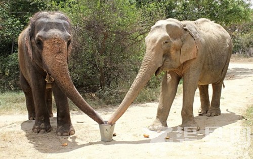 马戏团大象获救与老友重聚 “鼻牵鼻”画面温馨
