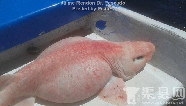 墨西哥海洋里捞出奇怪生物，外星物种般的外表让人吃惊！