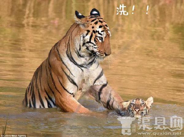 虎妈给小老虎洗澡，这绝对亲妈！