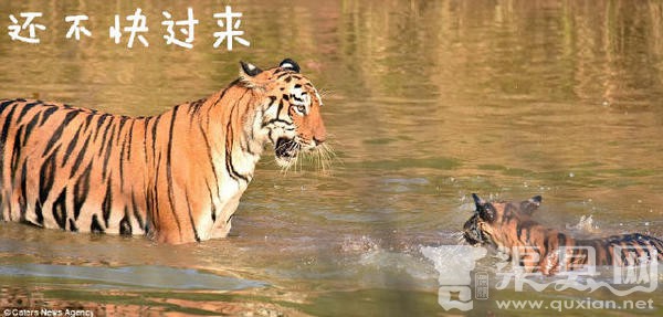 虎妈给小老虎洗澡，这绝对亲妈！