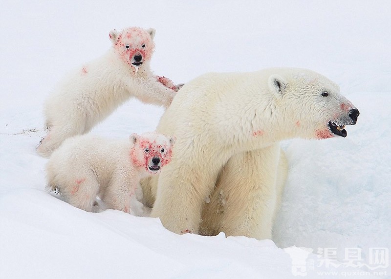 北极熊母子啃食海豹尸体 满脸染鲜血