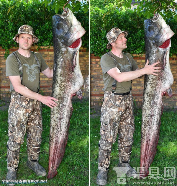 德国男子捕获1.85米长巨型鲶鱼：体重96斤