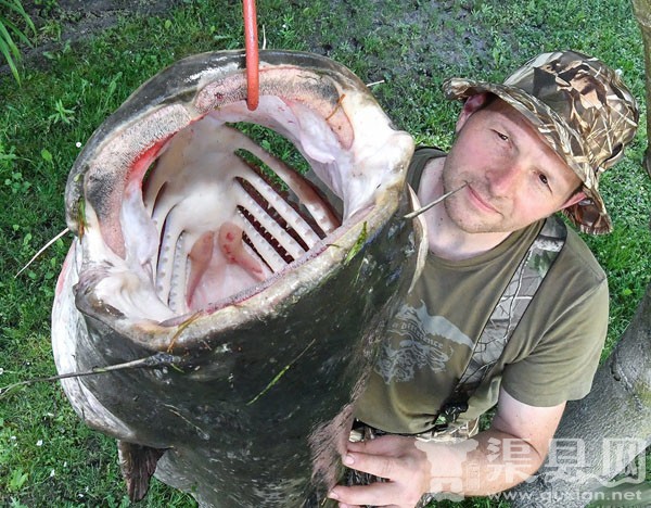 德国男子捕获1.85米长巨型鲶鱼：体重96斤