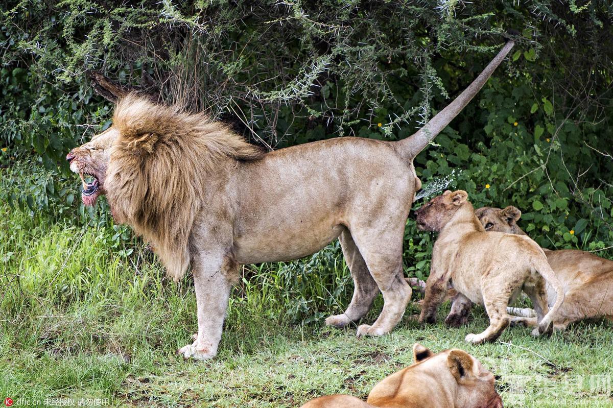 狮生如此艰难：小狮子被爸爸尿喷了一脸