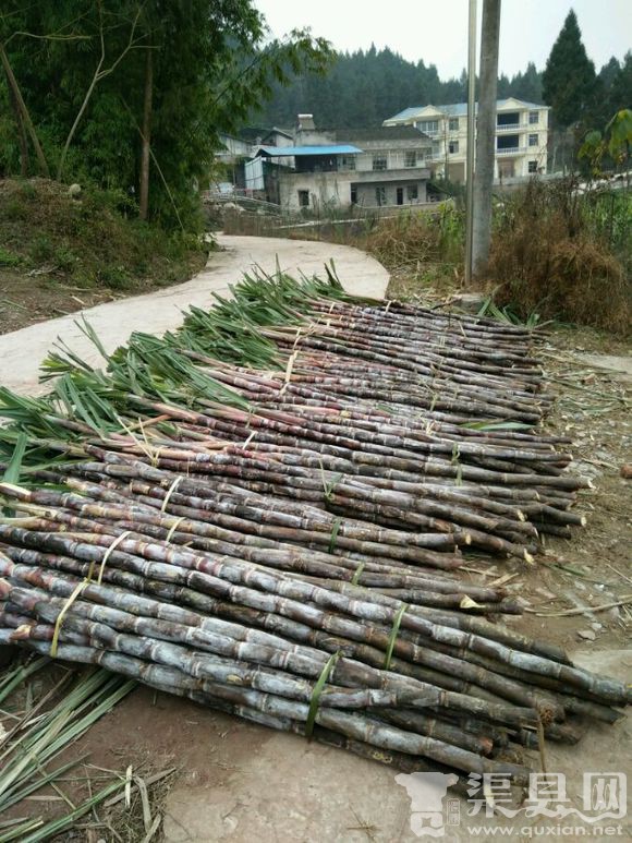 渠县鹤林学校前行200米有甘庶