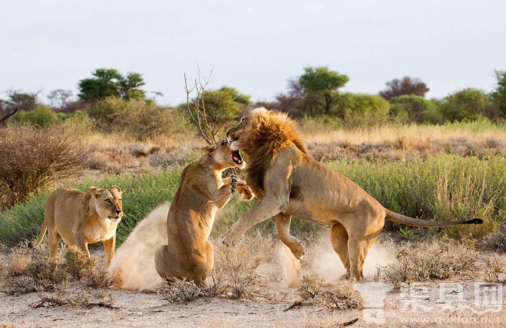 母狮目击“男友”与情敌调情后教训雄狮