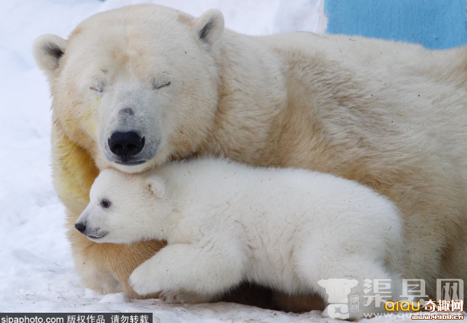 　　当地时间2016年2月，俄罗斯新西伯利亚， Novosibirsk动物园内，北极熊Gerda和北极熊宝宝在玩耍。