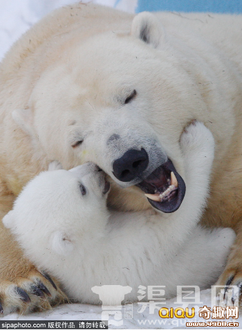 　　当地时间2016年2月，俄罗斯新西伯利亚， Novosibirsk动物园内，北极熊Gerda和北极熊宝宝在玩耍。