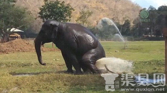 泰国大象破坏喷水设施造
