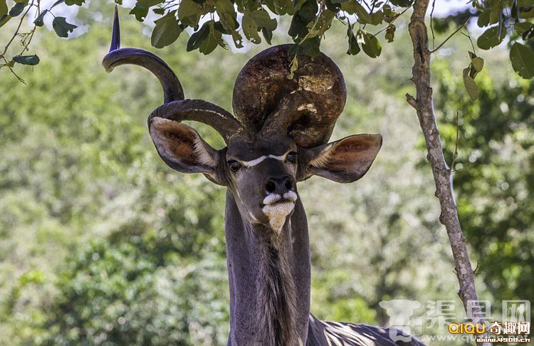 南非一羚羊角长巨瘤进食无妨