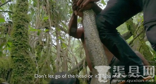凭着不怕死的精神,BBC和土著抓住了世界最长蟒蛇