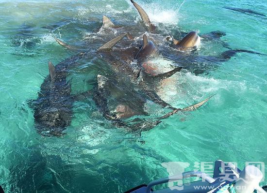 无人机航拍澳大利亚70头虎鲨抢食座头鲸尸体