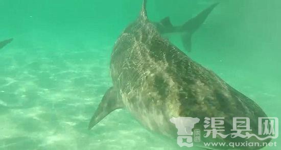 无人机航拍澳大利亚70头虎鲨抢食座头鲸尸体