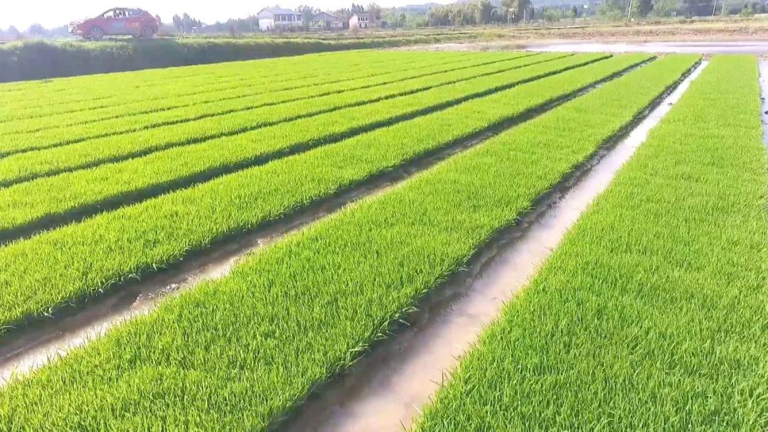 高标准农田加持新品种 水稻丰收有基础