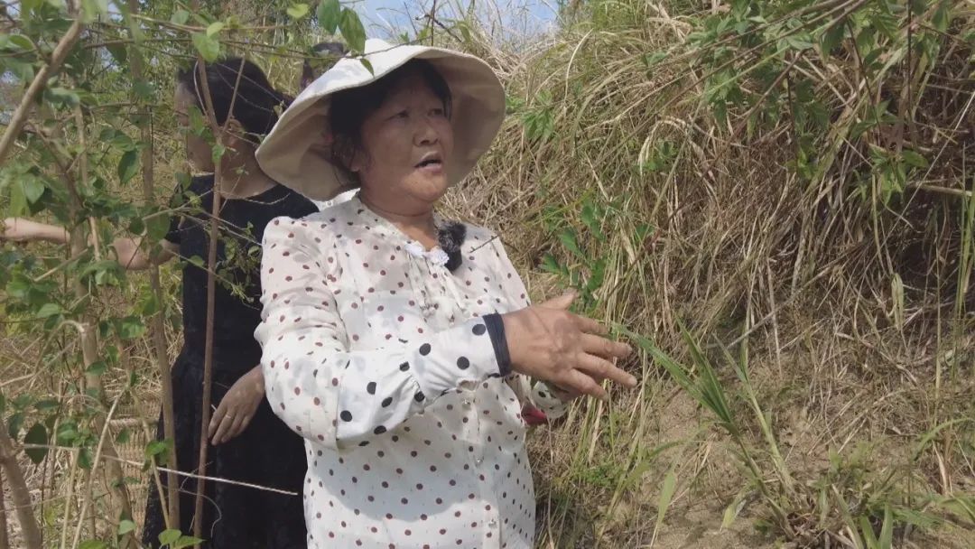 探寻渠县黄荆凉粉 锁住夏末的最后清凉（一）