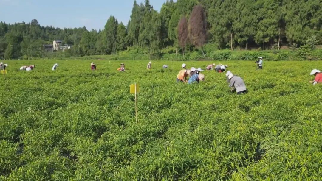 渠县：红红朝天椒 “椒”出致富卷