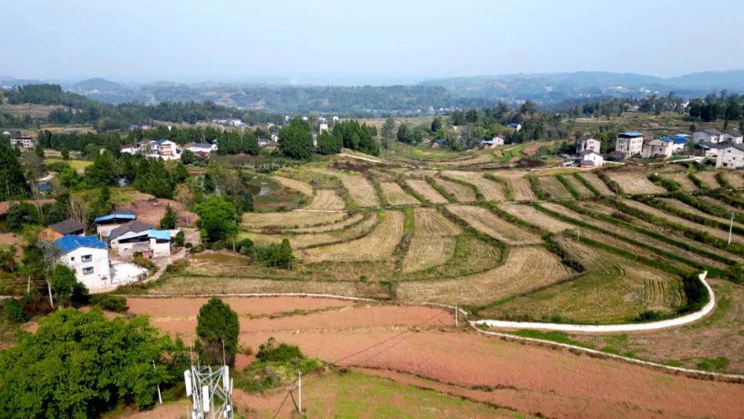 渠县：油菜集中育苗 抢时移栽忙