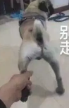 1525232309345209.png