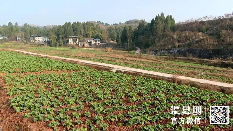 渠县：人勤春来早 春耕备耕忙