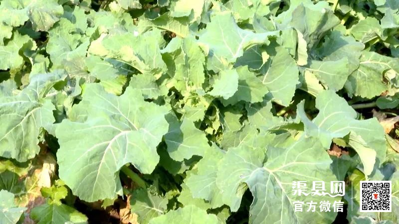 渠县：人勤春来早 春耕备耕忙