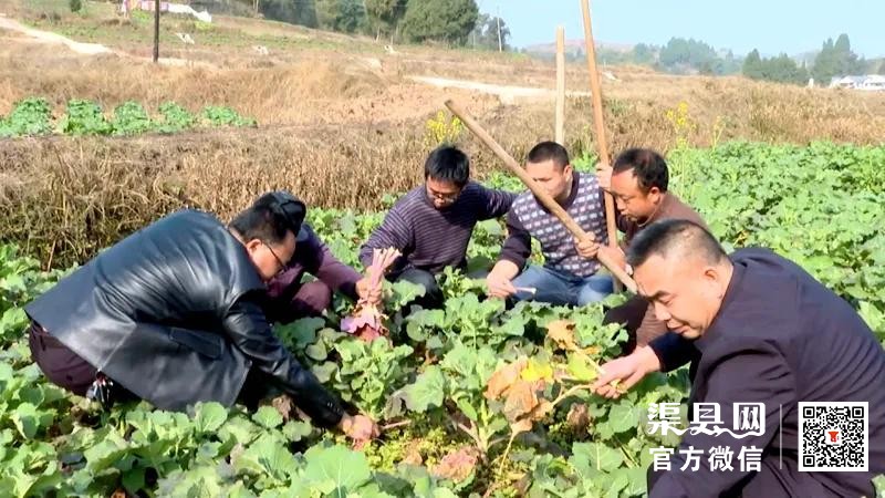 渠县：人勤春来早 春耕备耕忙